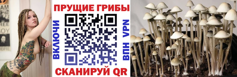 Псилоцибиновые грибы Psilocybine cubensis  мега как зайти  Аркадак 